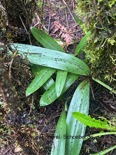 Dactylorhiza majalis praetermissa (i.9cmT.) Orchidee - Knabenkraut