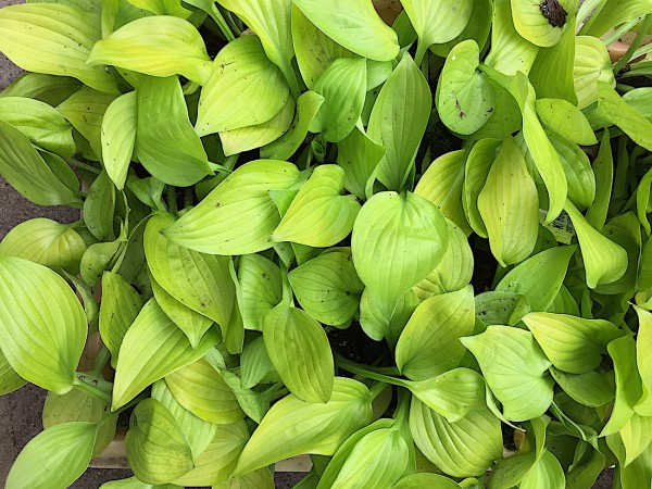 Hosta " Ki Ren Jyaku "(i.9cmT.), Funkie gefüllt