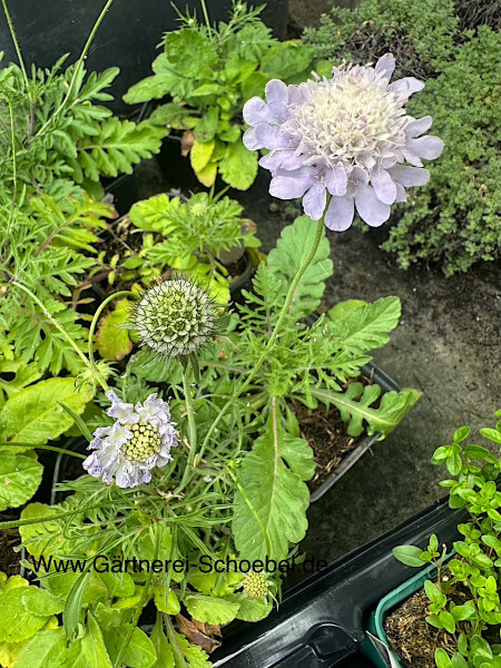 Scabiose ochroleuca (i.9cmT.) Scabiose