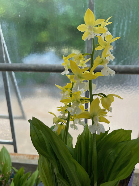Calanthe sieboldii weiss gelb (i.13cmT.) japanische Landorchidee