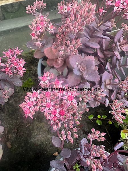 Sedum spectabile „Carl“ (i.13 cmT.), Fetthenne