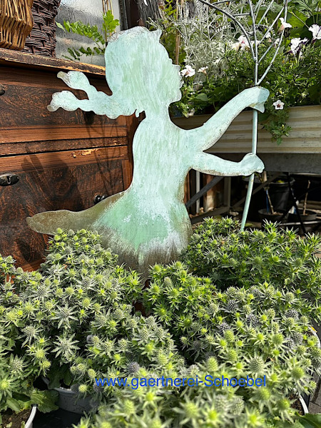 Eryngium planum „Blue Hobbit“ (i.15cmT.), Zierdistel, Zwerg-Flachblatt-Mannstreu