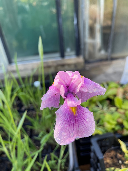 Iris laevigata "Rose Queen" (i.9cm T.) Garten-Sumpf-Schwertlilie