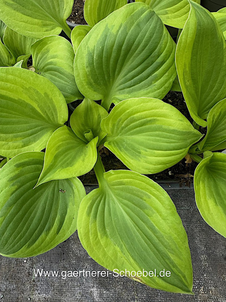 Hosta „Party Popper“ (i.9cmT.), Funkie