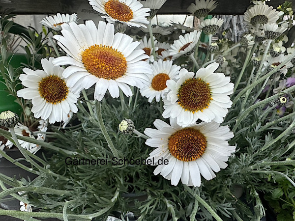Leucanthemum (Rhodanthemum) hosmariense „ African Spring“ (i.12cmT.)