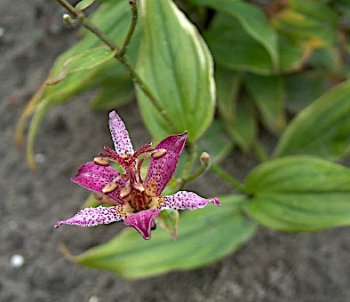 Tricyrtis formosana „Gilt Edge“ (i.9cmT.) Krötenlilie