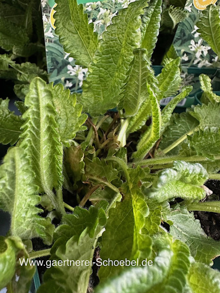 Betonica (Stachys) nivea weiss (i.11cmT.)