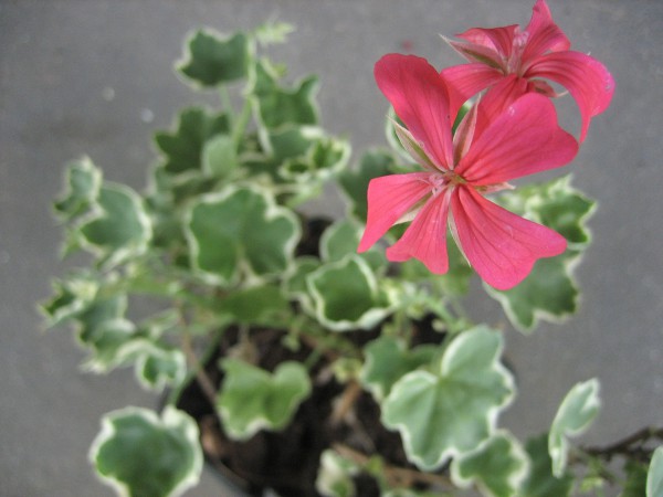 Pelargonium "Evka" (i.11cmT.) Hänge- Geranie