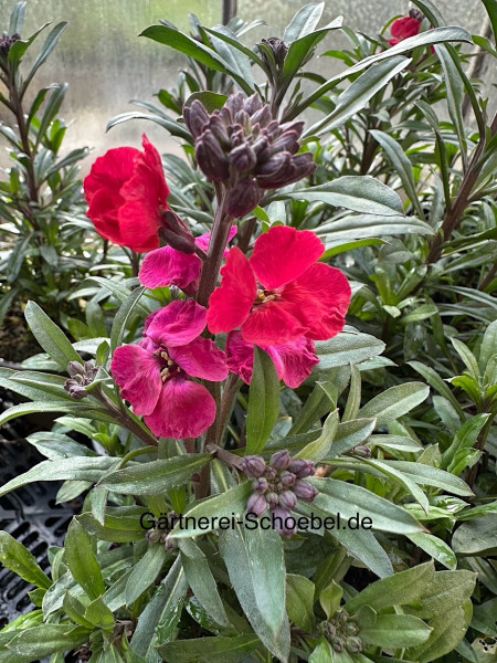 Erysimum cheiri „Red Jep“ (i.12cmT.), Goldlack, Lenzleuchten, wein rot