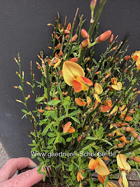 Cytisus scop. „Apricot Gem“ (i.13cmT.), Ginster Duft