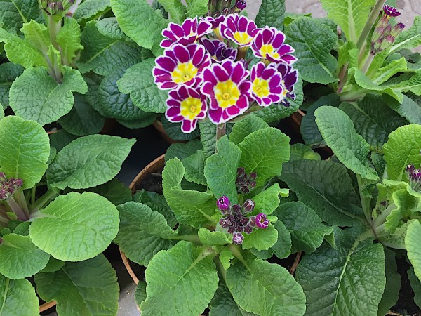 Primula veris „Little Queen violett“ (i.11 cmT.)