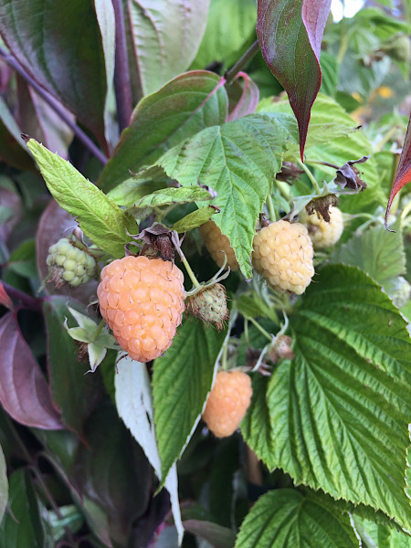 Rubus „Autumn Amber®Primeberry® (i.3lT.) dornlose gelbe Himbeeren