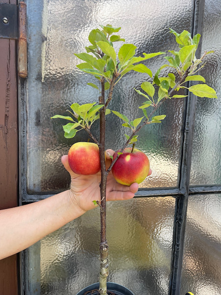 Malus domestica „Elstar“ (i.15cmT.)jetzt Höhe ca 60 cm, Apfel