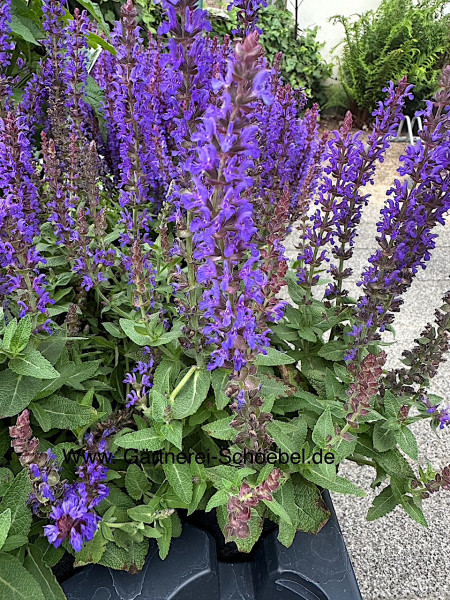 Salvia nemorosa „Mainacht) (i.12cmT.), Steppensalbei