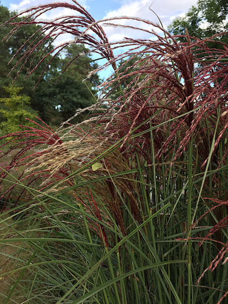 Panicum „ Silver Cloud“ (i.15 cmT.)