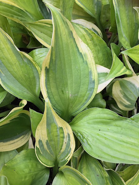 Hosta „Captain`s Adventure“ (i.9cmT.), Herzblatt Funkie