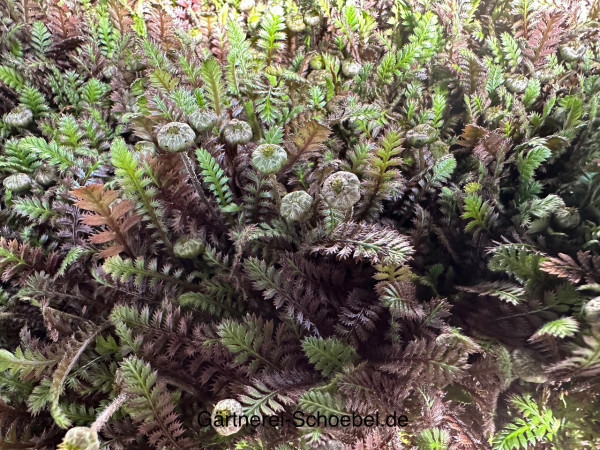 Cotula (Leptinella) squalida „Match Moss Family Black® (i.12cm T),schwarzgrüner Fiederteppich