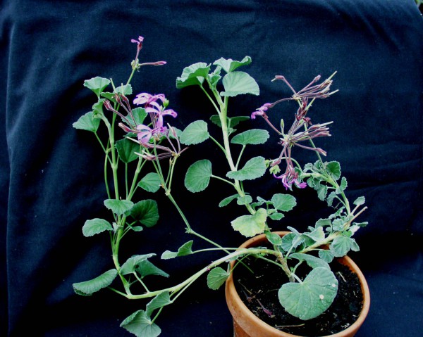 Pelargonium reniforme (I.11cmT.)