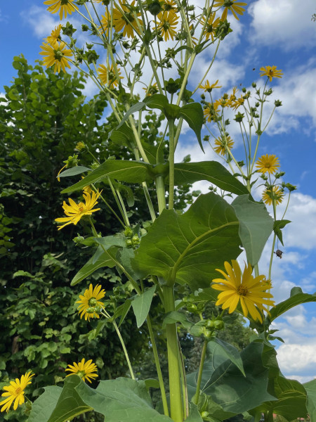 Silphium perfoliatum „Maya“ (R) (i.12-13cmT.), Kompasspflanze, die weitergezüchtete Biogas Pflanze