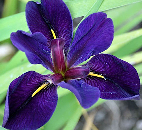 Iris "Black Gamecock" (i.9cm T.) Garten-Sumpf-Schwertlilie