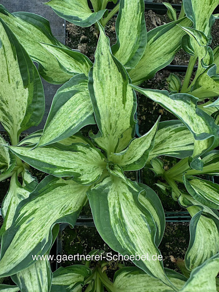 Hosta „Allegan Fog“ (i. 9cmT.), Funkie