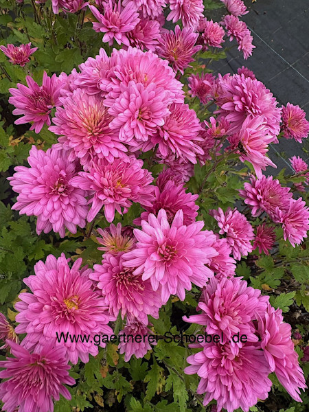 Chrysanthemum x hortorum „Schweizerland“ (i.1l.T.), Chrysantheme, Winteraster