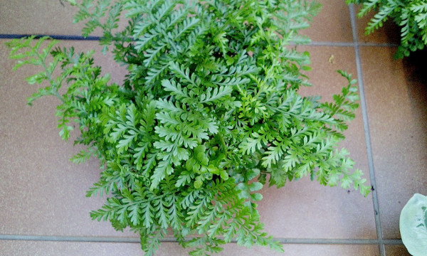 Asplenium difforme x dimophum parvati "Austral Gem"(i.12cmT.) Australischer Gem Vogel Nestfarn
