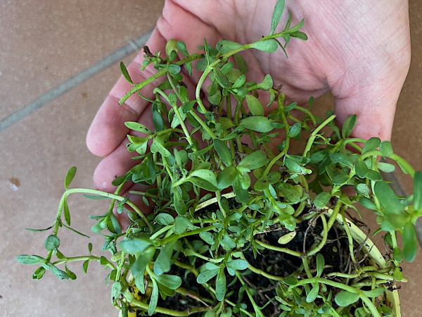 Bacopa monnieri (i.12cm Topf) Brahmi, Gedächtnispflanze