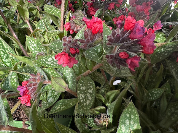 Pulmonaria x. cultorum „Shrimps on the Barbie“® (i.ca17cmT.), Lungenkraut
