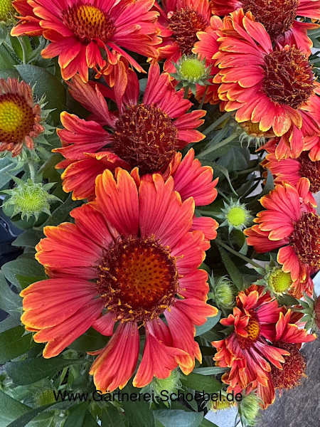 Gaillardia x aristata „Burgunder“ (i.12cmT.), Kokardenblume