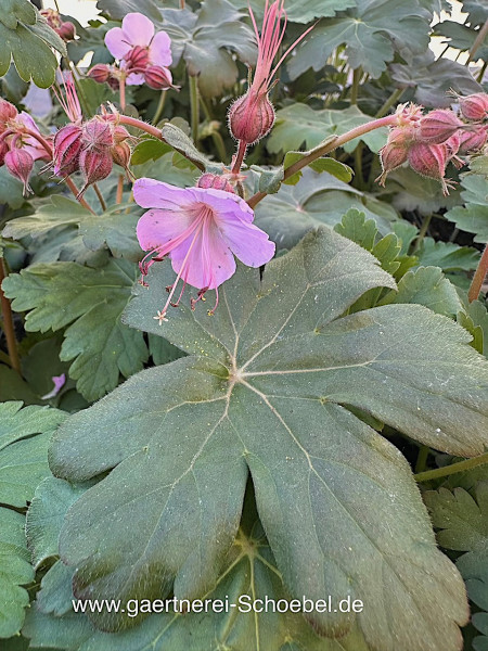 Geranium macorrhizum "Ingwersens",zart rosa(i.11cmT.) Storchenschnabel