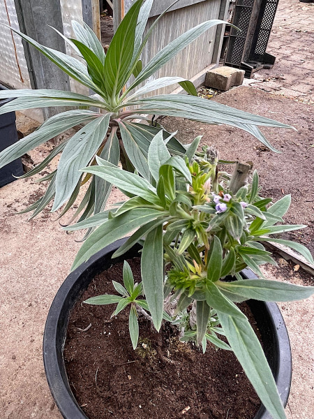 Echium webbii (i.30cmT.), Natternkopf