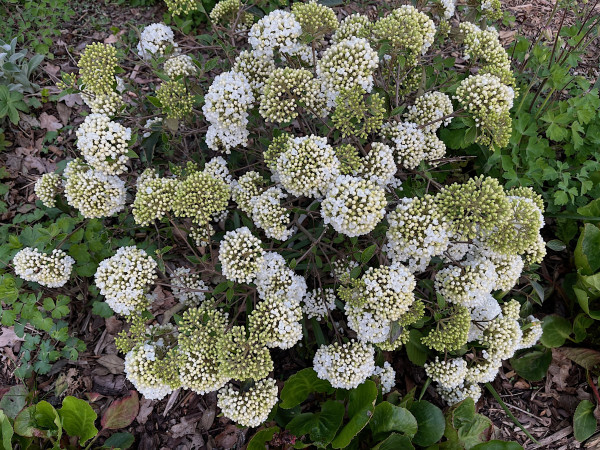 Viburnum „Eskimo“ (i. 6l T.), Schneeball