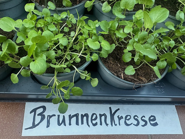 Nasturtium officinale (i.12cmT.) Brunnenkresse