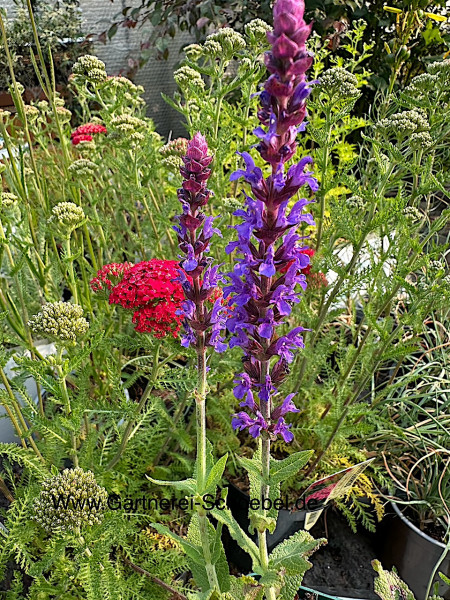 Salvia nemorosa ´Ostfriesland`(i.9cmT.) Steppensalbei