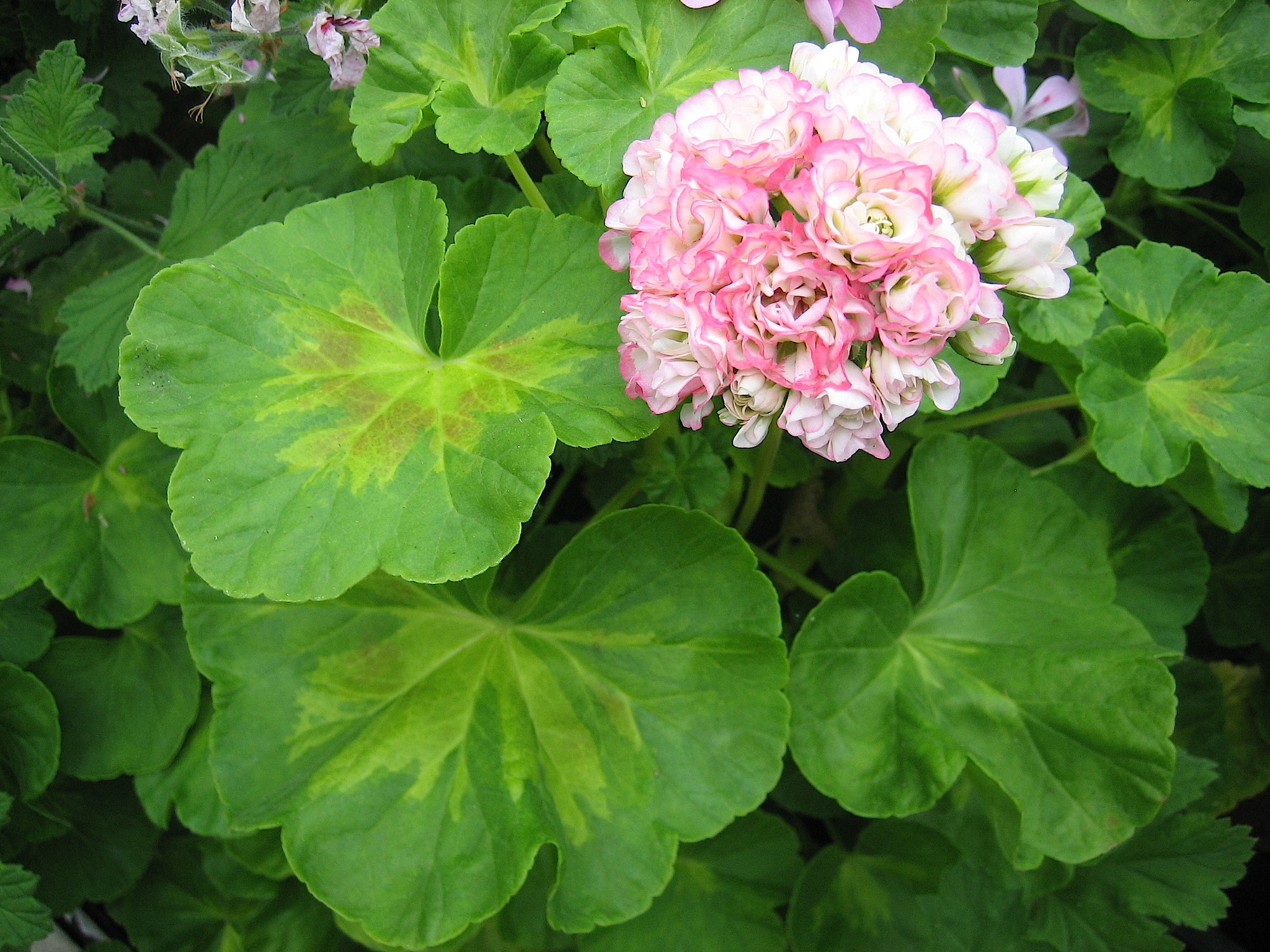 Pelargonium "Happy Appleblossom" i.10cmT.) | Rosenknospig | Duftblatt ...