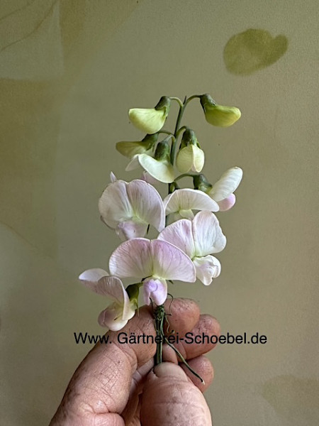 Lathyrus latifolius "Rosa Perle (i.12cmT.) Staudenwicke