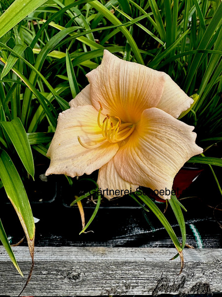Hemerocallis Hybride "Mini Pearl" (i.9cmT.) Taglilie