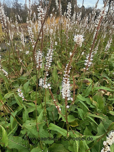 Bistorta - Persicaria -Polygonum amplexicaulis „Alba“ (i.12cmT.), Kerzenknöterich