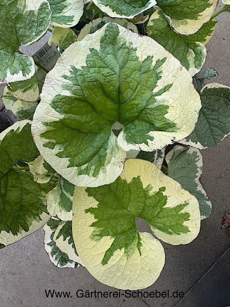 Brunnera macrophylla „Variegata“ (i.12cmT.), Kaukasusvergißmeinicht