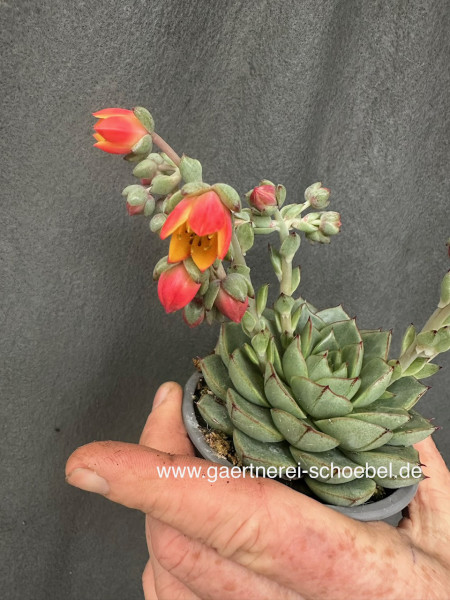 Echeveria chinensis-derenbergii (i.9cmT.)- Rosetten Dickblattgewächs