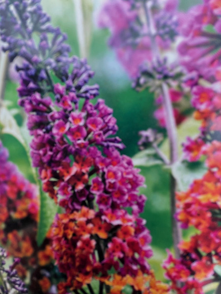 Buddleia davidii „Flowerpower“ ®(i.3lT.), Schmetterlingsstrauch, lila-orange