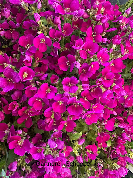 Aubretia x cultorum " Cascade Red " kräftig pink. Blaukissen. (i.12cmT.)