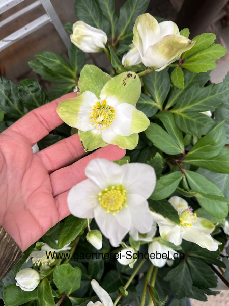 Helleborus niger "Advent Star"(17 cm T.), Christrose- Schneerose