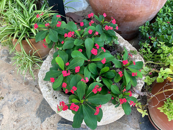 Euphorbia milii rot (i.5cmT.), Christusdorn