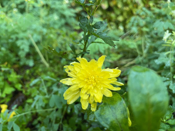 Chrysanthemum x hortorum „Rocke Sunshine, gelb “ (i.12 cmT.)