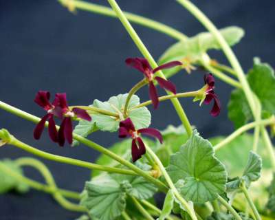 Экстракт пеларгонии сидовидной. Pelargonium sidoides. Пеларгония сидовидная. Pelargonium sidoides инструкция на русском. Afrika Sardunyasi Pelargonium sidoides инструкция на русском.