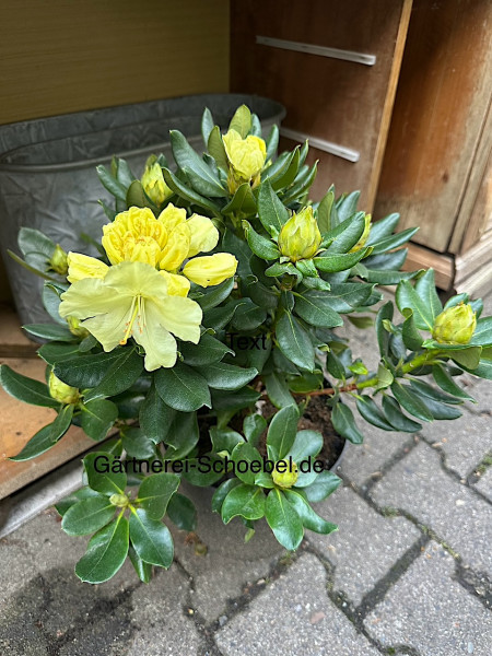 Rhododendron Hybride „Goldkrone“® (i.ca 23 cm T.), gelb
