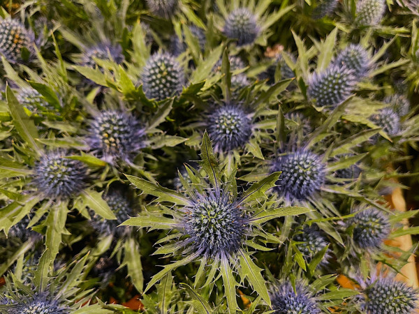 Eryngium x zabelii „Big Blue®“ (i.9cmT.), Zierdistel, Zabels Garten - Mannstreu