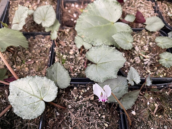 Cyclamen hed. ssp. crassifolium variat. „Silverleaf zackig (i.9cmT.)